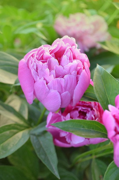 ピンクの牡丹の花ピンクの牡丹の束ピンクの咲く牡丹