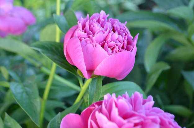 Pink peonies flowers Bunch of pink peonies Pink blooming peony