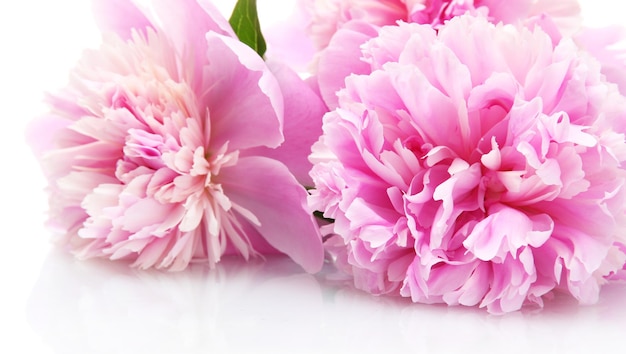白で隔離されるピンクの牡丹の花
