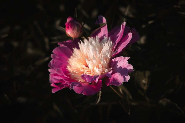 Foto peonie rosa in giardino