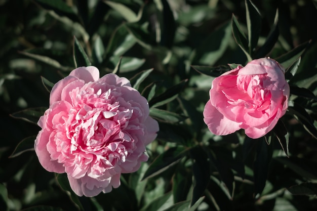 Photo pink peonies in the garden