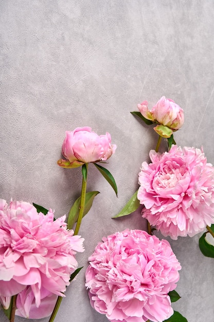 Pink peonies on grey background copy space top view vertical orientation