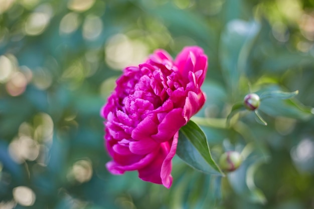 Фото Розовые пионы в саду