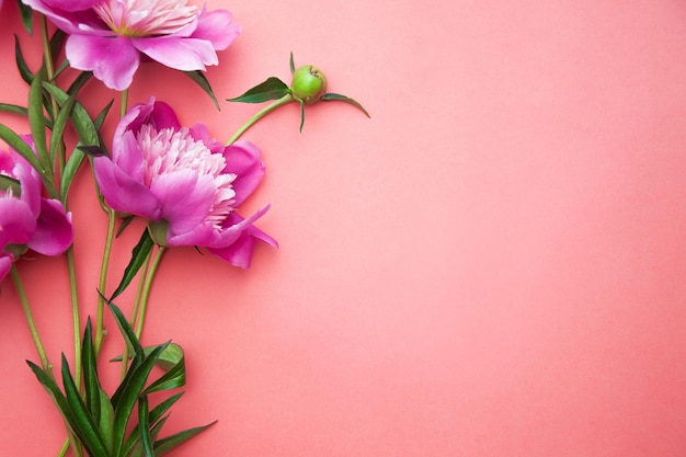 Pink peonies on pink background background