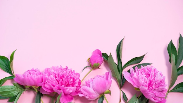 Pink peonies on a pink background