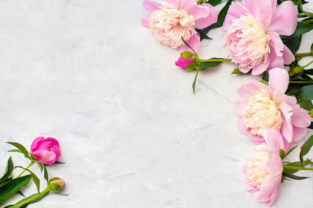 Pink peonies on white background.