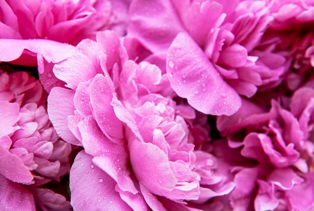 Pink peonies with drops