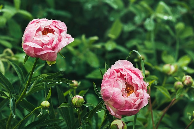 写真 植生の背景の花びらに雨滴とピンクの牡丹