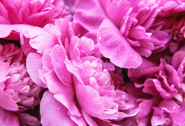 Pink peonies with waterdrops