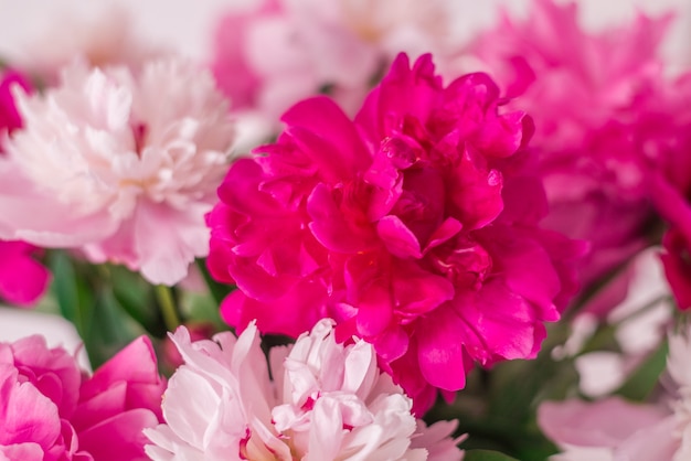 Pink peonies