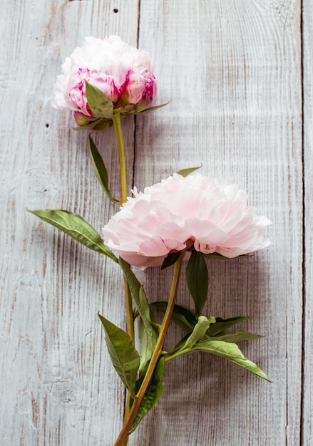 Pink peonies