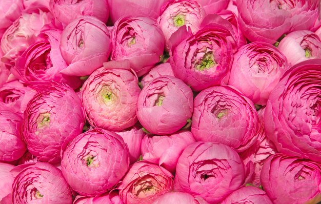 Pink peonies