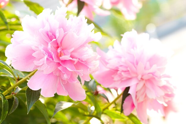 Pink peony blooming in the garden. Natural daylight.