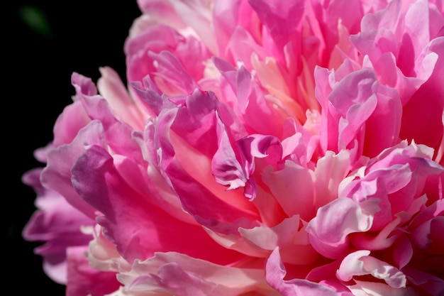 Pink peony blooms closeup