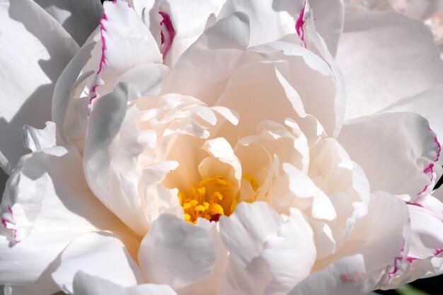 Pink peony blooms closeup