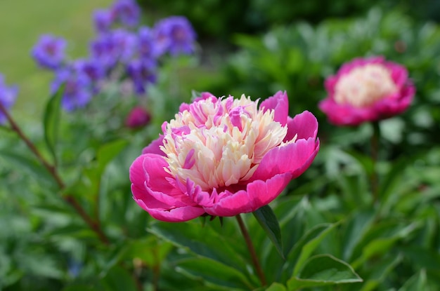 Летом в саду цветет розовый пион