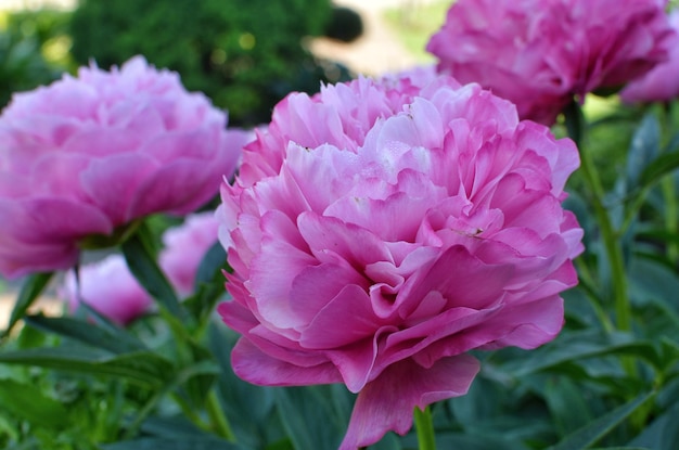 Pink peony blossoms in the garden