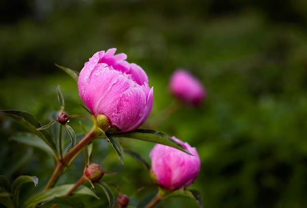 pink peony buds close up on green background