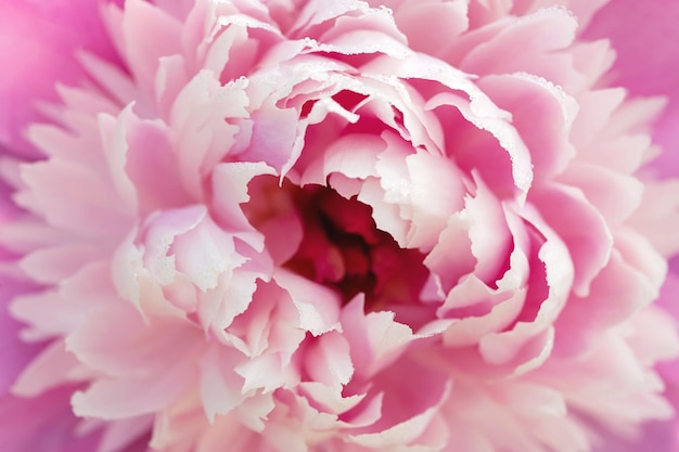 Pink peony close up flowers background