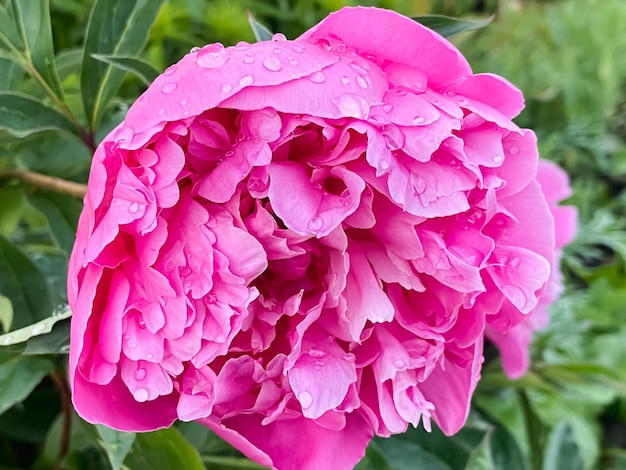 雨上がりのピンクの牡丹の花、滴