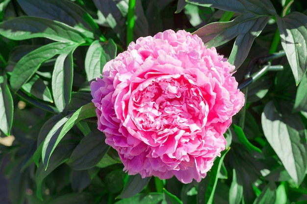 夏の庭にピンクの牡丹の花。ヴィンテージスタイルの美しい牡丹の背景。閉じる。