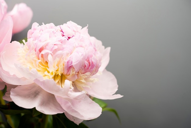 Розовый пион цветок фон красивая весна