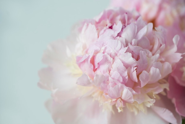 Pink peony flower background beautiful spring