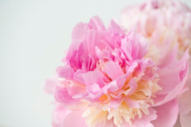 Pink peony flower background beautiful spring