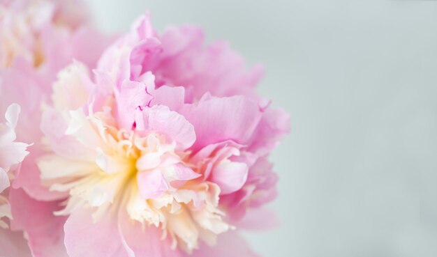 Pink peony flower background beautiful spring