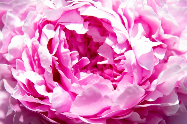 ピンクの牡丹の花。バックグラウンド。