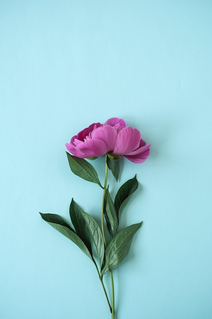 Pink peony flower on blue background