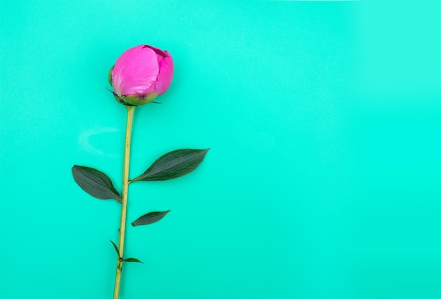 Розовый цветок пиона на синем фоне