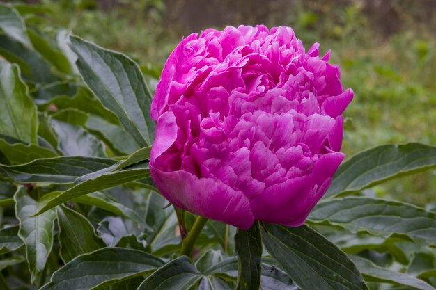 ピンクの牡丹の花ぼやけた背景