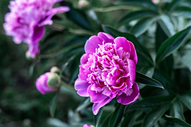 Pink peony flower close up flowering bush in garden