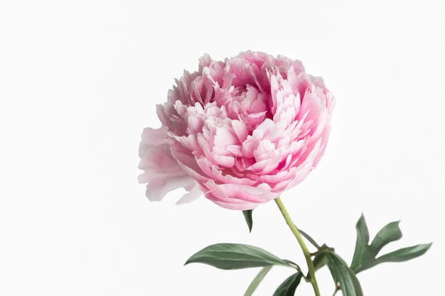 Pink peony flower close up on white background