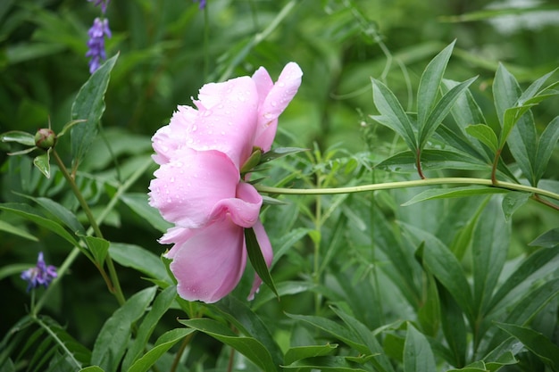 Pink peony flower close up