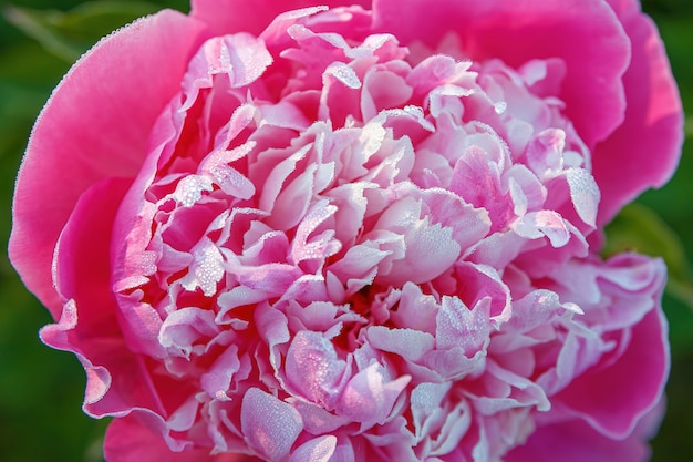 Fiore di peonia rosa al mattino presto con gocce di rugiada sui petali da vicino