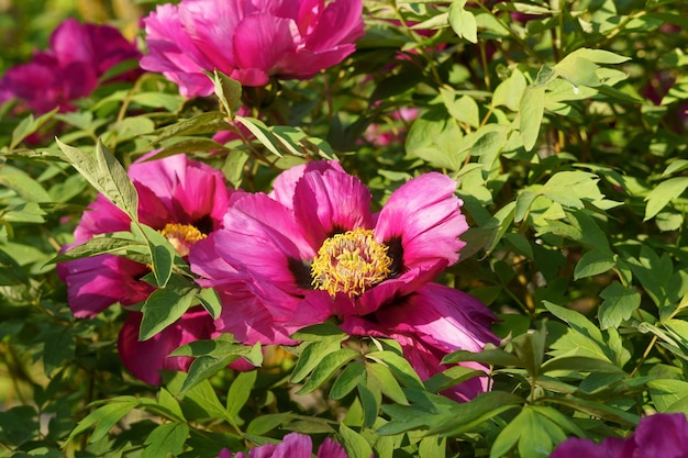 Foto fiore di peonia rosa in foglia verde nel giardino di fiori il concetto di coltivazione di fiori primavera fioritura e giardinaggio