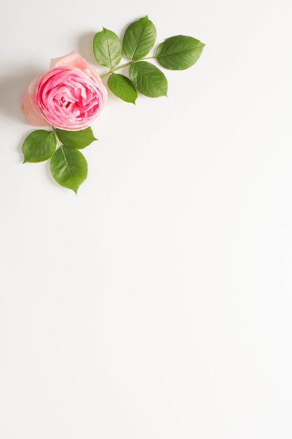 Photo pink peony flower and green leaves with white copy space background