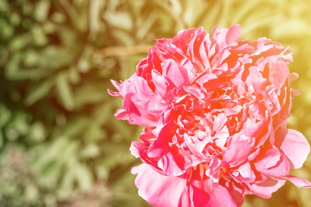 Pink peony flower head in full bloom on blurred green leaves and grass