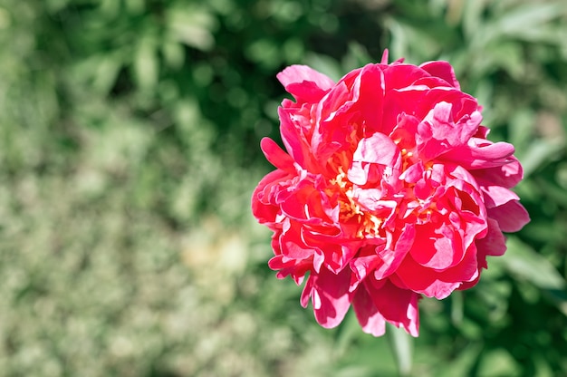 pink peony flower head in full bloom on blurred green leaves and grass