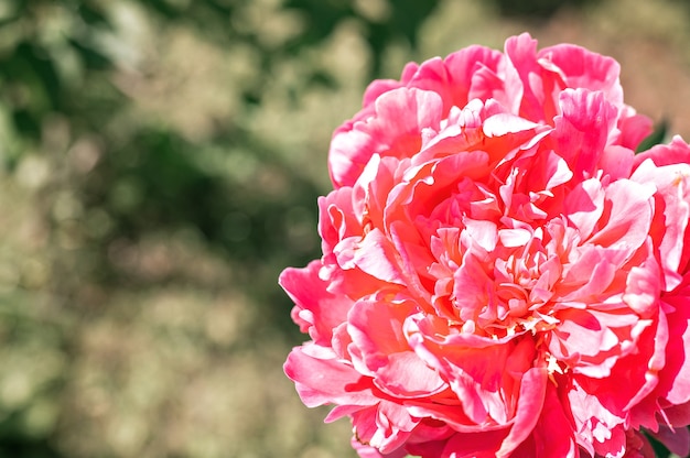 pink peony flower head in full bloom on blurred green leaves and grass