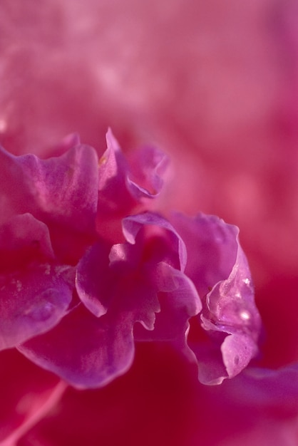 pink peony  flower    in ice   cube with air bubbles.