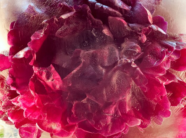 pink peony  flower    in ice   cube with air bubbles.