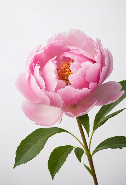 Pink peony flower isolated on white background