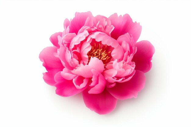 Photo pink peony flower isolated on white background