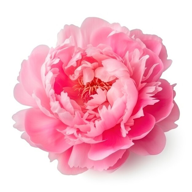 Foto fiore di peonia rosa isolato