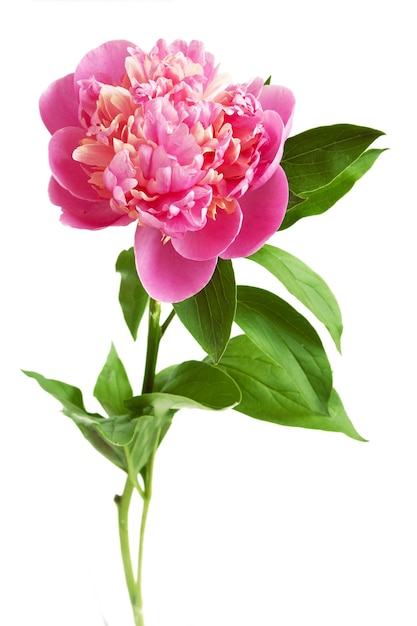 pink peony flower isolated