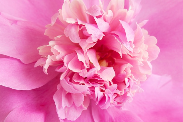 Macro di fiori di peonia rosa