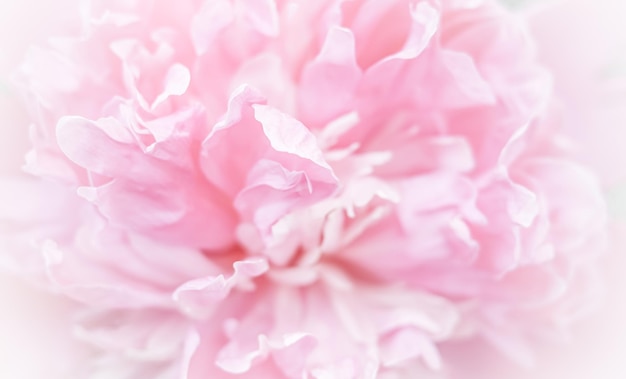 Pink peony flower petals soft focus abstract floral background for holiday brand design